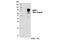 Aryl Hydrocarbon Receptor Nuclear Translocator Like antibody, 14020S, Cell Signaling Technology, Western Blot image 