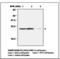 Peroxiredoxin 4 antibody, LS-C61891, Lifespan Biosciences, Western Blot image 