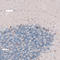 Choline O-Acetyltransferase antibody, HPA048547, Atlas Antibodies, Immunohistochemistry frozen image 