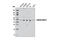 Mitochondrial Calcium Uptake 1 antibody, 12524S, Cell Signaling Technology, Western Blot image 