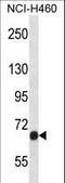 Fibroblast Growth Factor Receptor 1 antibody, LS-C164386, Lifespan Biosciences, Western Blot image 