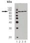 Heat Shock Protein 90 Alpha Family Class A Member 1 antibody, orb89076, Biorbyt, Western Blot image 