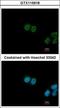 Far Upstream Element Binding Protein 3 antibody, GTX115918, GeneTex, Immunocytochemistry image 