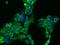 Intraflagellar Transport 122 antibody, 202454-T10, Sino Biological, Immunohistochemistry paraffin image 