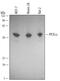 Protein Phosphatase, Mg2+/Mn2+ Dependent 1A antibody, MAB4150, R&D Systems, Western Blot image 