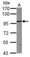 Ubiquitin Like With PHD And Ring Finger Domains 1 antibody, NBP2-20807, Novus Biologicals, Western Blot image 