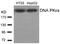 Protein Kinase, DNA-Activated, Catalytic Subunit antibody, 79-568, ProSci, Western Blot image 