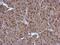 Proteasome 26S Subunit, ATPase 3 antibody, NBP2-19984, Novus Biologicals, Immunohistochemistry frozen image 