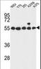 G Protein-Coupled Receptor 180 antibody, LS-C166634, Lifespan Biosciences, Western Blot image 