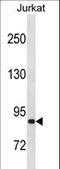 Zinc Finger Protein 337 antibody, LS-C157055, Lifespan Biosciences, Western Blot image 