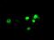 Aryl Hydrocarbon Receptor Nuclear Translocator Like antibody, MA5-25133, Invitrogen Antibodies, Immunocytochemistry image 