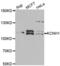 Potassium Voltage-Gated Channel Subfamily H Member 1 antibody, abx005087, Abbexa, Western Blot image 