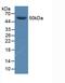 GDNF Family Receptor Alpha 1 antibody, LS-C297379, Lifespan Biosciences, Western Blot image 