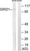 Glutamate Ionotropic Receptor Delta Type Subunit 1 antibody, LS-C119522, Lifespan Biosciences, Western Blot image 