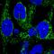 HEAT Repeat Containing 6 antibody, HPA062157, Atlas Antibodies, Immunofluorescence image 