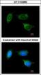 ATP Synthase Peripheral Stalk-Membrane Subunit B antibody, GTX102980, GeneTex, Immunofluorescence image 