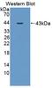 Interleukin 12B antibody, LS-C372431, Lifespan Biosciences, Western Blot image 