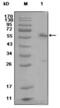 Estrogen Receptor 1 antibody, abx016079, Abbexa, Enzyme Linked Immunosorbent Assay image 