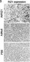 PR/SET Domain 2 antibody, PA5-11295, Invitrogen Antibodies, Immunohistochemistry frozen image 