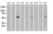 STE20/SPS1-related proline-alanine-rich protein kinase antibody, MA5-24935, Invitrogen Antibodies, Western Blot image 