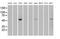 SPAK antibody, MA5-24935, Invitrogen Antibodies, Western Blot image 