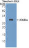 CD25 antibody, LS-C302340, Lifespan Biosciences, Western Blot image 