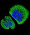 Sosondowah Ankyrin Repeat Domain Family Member D antibody, LS-C156355, Lifespan Biosciences, Immunofluorescence image 