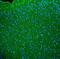 Synaptophysin antibody, A05049, Boster Biological Technology, Immunofluorescence image 