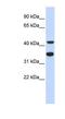 DNA Polymerase Delta 2, Accessory Subunit antibody, NBP1-58097, Novus Biologicals, Western Blot image 