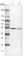 Dynactin Subunit 2 antibody, HPA039715, Atlas Antibodies, Western Blot image 
