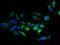 Transmembrane Protein 207 antibody, A63620-100, Epigentek, Immunofluorescence image 