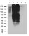 G Protein-Coupled Receptor 17 antibody, LS-C796080, Lifespan Biosciences, Western Blot image 
