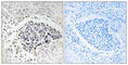 Copine 8 antibody, abx014397, Abbexa, Western Blot image 