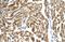 Peroxisomal Biogenesis Factor 10 antibody, PA5-42366, Invitrogen Antibodies, Immunohistochemistry paraffin image 