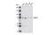 RAD17 Checkpoint Clamp Loader Component antibody, 8561S, Cell Signaling Technology, Western Blot image 