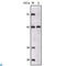 Sortilin Related Receptor 1 antibody, LS-C812783, Lifespan Biosciences, Western Blot image 