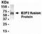 E2F Transcription Factor 2 antibody, NB120-14292, Novus Biologicals, Western Blot image 