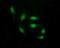 THUMP Domain Containing 1 antibody, NBP2-45996, Novus Biologicals, Immunofluorescence image 