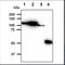 Hexokinase 1 antibody, NBP1-04295, Novus Biologicals, Western Blot image 