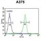 Lumican antibody, abx033511, Abbexa, Western Blot image 