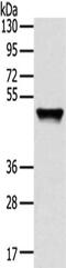 Tripartite Motif Containing 14 antibody, CSB-PA436398, Cusabio, Western Blot image 