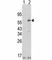 Pyruvate Dehydrogenase Kinase 1 antibody, F50051-0.4ML, NSJ Bioreagents, Western Blot image 