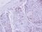 Zinc Finger Protein 530 antibody, LS-C155270, Lifespan Biosciences, Immunohistochemistry frozen image 