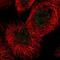 FA Complementation Group C antibody, NBP2-55256, Novus Biologicals, Immunofluorescence image 