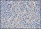 Caspase 4 antibody, 252221, Abbiotec, Immunohistochemistry paraffin image 