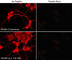 Regulator Of Calcineurin 1 antibody, RP3941, ECM Biosciences, Immunocytochemistry image 