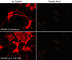 Dscr1 antibody, RP3941, ECM Biosciences, Immunocytochemistry image 