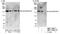 Eukaryotic Translation Initiation Factor 3 Subunit A antibody, NBP1-18891, Novus Biologicals, Western Blot image 