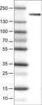 Nuclear Receptor Binding SET Domain Protein 2 antibody, MA5-24621, Invitrogen Antibodies, Western Blot image 