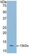 Inducible T Cell Costimulator antibody, LS-C294598, Lifespan Biosciences, Western Blot image 